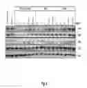 Fig. 12 - Binding molecules specific for HER3 and uses thereof