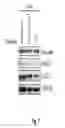 Fig. 13 - Binding molecules specific for HER3 and uses thereof
