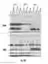 Fig. 26 - Binding molecules specific for HER3 and uses thereof