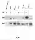 Fig. 28 - Binding molecules specific for HER3 and uses thereof