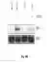 Fig. 29 - Binding molecules specific for HER3 and uses thereof