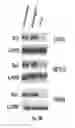 Fig. 31 - Binding molecules specific for HER3 and uses thereof