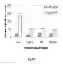 Fig. 33 - Binding molecules specific for HER3 and uses thereof