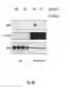 Fig. 35 - Binding molecules specific for HER3 and uses thereof