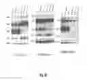 Fig. 62 - Binding molecules specific for HER3 and uses thereof