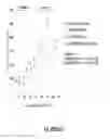 Fig. 65 - Binding molecules specific for HER3 and uses thereof
