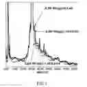 Fig. 02 - Antibody constant region variant