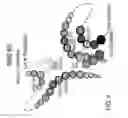 Fig. 07 - Antibody constant region variant