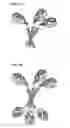 Fig. 02 - Trimeric antigen binding molecules