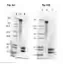Fig. 03 - Trimeric antigen binding molecules