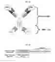 Fig. 02 - Dual-targeting protein binding specifically to DLL4 and VEGF and use thereof
