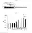 Fig. 11 - Dual-targeting protein binding specifically to DLL4 and VEGF and use thereof