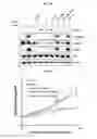 Fig. 13 - Dual-targeting protein binding specifically to DLL4 and VEGF and use thereof
