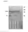 Fig. 02 - Bispecific antibodies and methods for production thereof