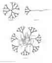 Fig. 06 - POLYDENDRONS