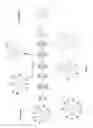 Fig. 12 - POLYDENDRONS