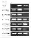 Fig. 11 - Cell culture kit, screening method, and method of manufacturing cell culture kit