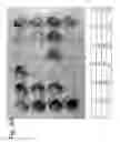 Fig. 04 - Osteoblast and method for preparing same