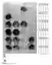 Fig. 05 - Osteoblast and method for preparing same