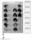 Fig. 06 - Osteoblast and method for preparing same