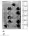 Fig. 07 - Osteoblast and method for preparing same