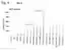 Fig. 13 - Osteoblast and method for preparing same