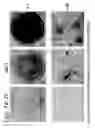 Fig. 16 - Osteoblast and method for preparing same