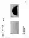 Fig. 19 - Osteoblast and method for preparing same