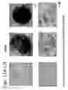 Fig. 21 - Osteoblast and method for preparing same