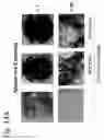 Fig. 22 - Osteoblast and method for preparing same