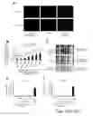 Fig. 26 - Osteoblast and method for preparing same