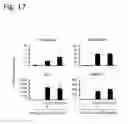 Fig. 27 - Osteoblast and method for preparing same