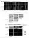 Fig. 28 - Osteoblast and method for preparing same