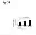 Fig. 29 - Osteoblast and method for preparing same