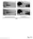 Fig. 30 - Osteoblast and method for preparing same