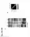 Fig. 43 - Osteoblast and method for preparing same