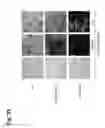 Fig. 48 - Osteoblast and method for preparing same