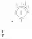 Fig. 52 - Osteoblast and method for preparing same