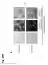 Fig. 53 - Osteoblast and method for preparing same