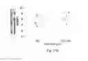 Fig. 23 - PROCESSES FOR PRODUCING EXOSOMES IN REDUCED OXYGEN CULTURE CONDITIONS