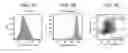 Fig. 13 - Differentiation of human pluripotent stem cells