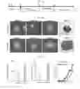 Fig. 02 - Composition for maintaining chromosomal stability of pluripotent stem cells, containing small-molecule compounds