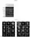 Fig. 03 - Composition for maintaining chromosomal stability of pluripotent stem cells, containing small-molecule compounds