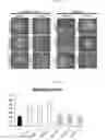 Fig. 05 - Composition for maintaining chromosomal stability of pluripotent stem cells, containing small-molecule compounds
