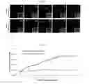 Fig. 12 - Composition for maintaining chromosomal stability of pluripotent stem cells, containing small-molecule compounds