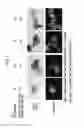 Fig. 02 - Cell mass capable of serving as a primitive organ-like structure comprised of a plurality of cell types of somatic origin