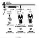 Fig. 02 - Truncated Constructs of RIPK3 and Related Uses
