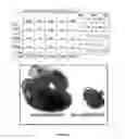 Fig. 05 - Truncated Constructs of RIPK3 and Related Uses