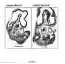 Fig. 09 - Truncated Constructs of RIPK3 and Related Uses