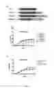 Fig. 13 - Truncated Constructs of RIPK3 and Related Uses